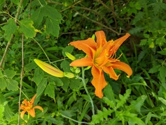 Hemerocallis fulva kwanso