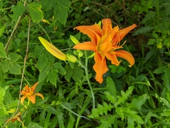 Hemerocallis fulva kwanso