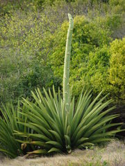Agave karatto