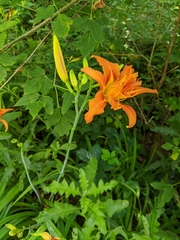 Hemerocallis fulva kwanso
