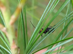 Rhagonycha angulata