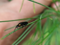 Rhagonycha angulata