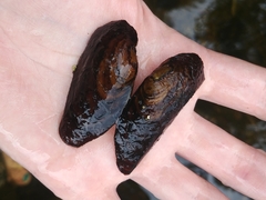 Unionoidea