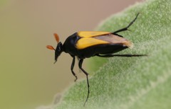 Macrosiagon flavipennis