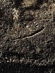 Phyllorhynchus browni