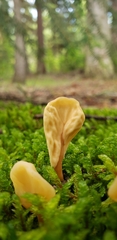Cudoniaceae