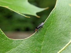Rhagonycha angulata