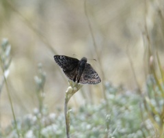 Erynnis persius