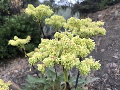 Eriogonum compositum compositum