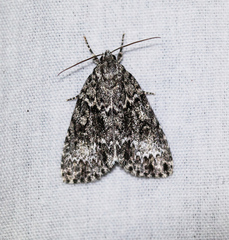 Acronicta fragilis