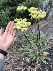 Eriogonum compositum compositum