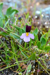 Viola trinervata