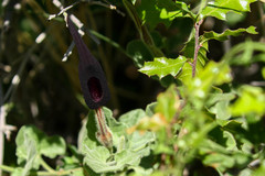 Aristolochia wrightii