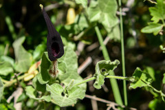 Aristolochia wrightii