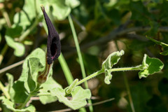 Aristolochia wrightii