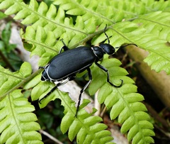 Epicauta vidua