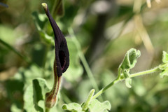 Aristolochia wrightii