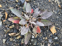 Eriogonum compositum compositum