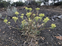 Eriogonum compositum compositum