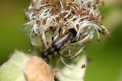 Grammoptera ruficornis