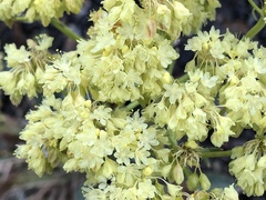 Eriogonum compositum compositum