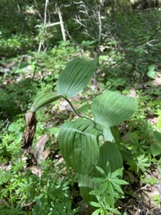 Cypripedium parviflorum