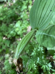 Cypripedium parviflorum