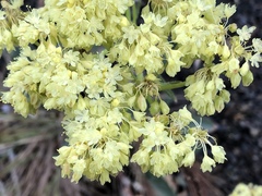 Eriogonum compositum compositum