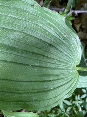Cypripedium parviflorum