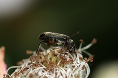 Grammoptera ruficornis