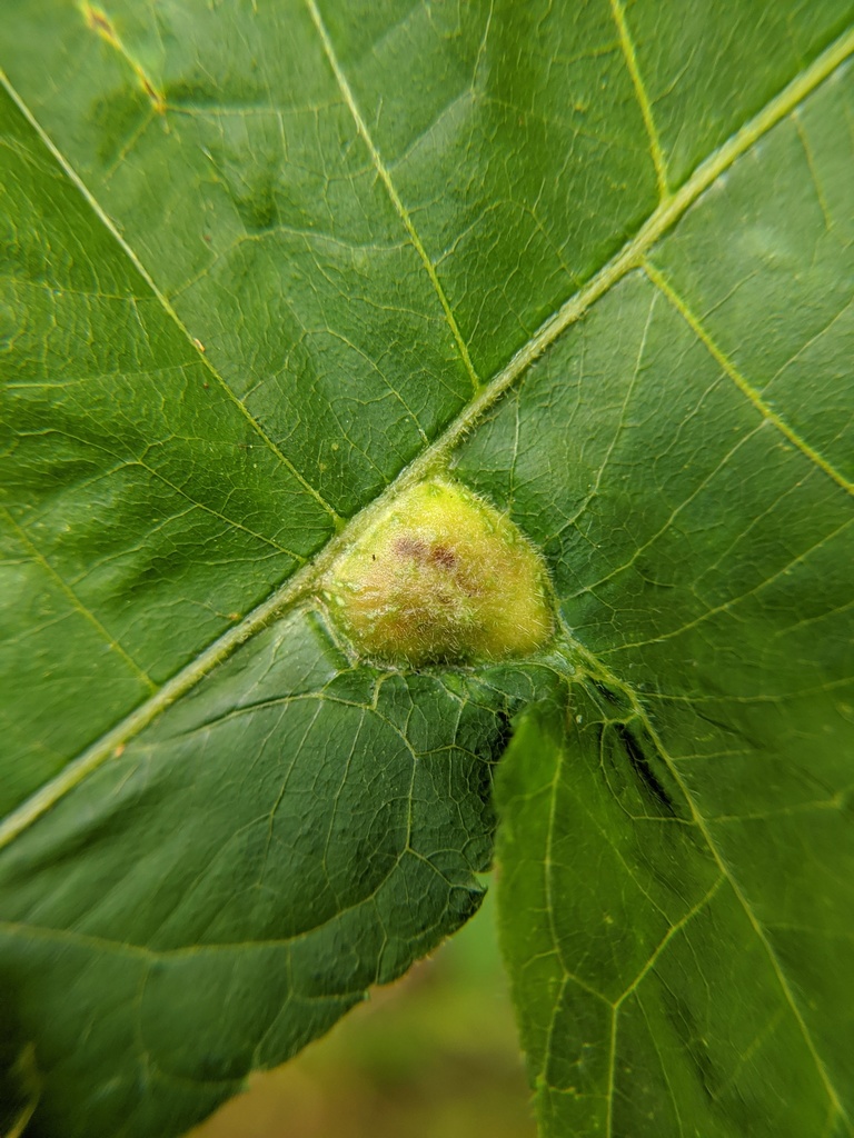 Phylloxera williamsi