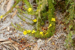 Hibbertia prostrata