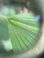 Cypripedium parviflorum