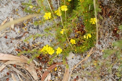 Hibbertia prostrata