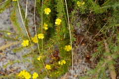 Hibbertia prostrata