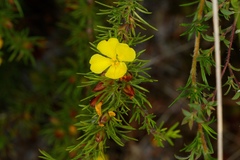 Hibbertia prostrata