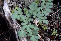 Dicentra uniflora