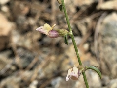 Sairocarpus subcordatus