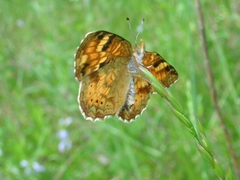 Phyciodes batesii