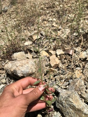 Sairocarpus subcordatus