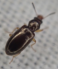 Salpingus planirostris