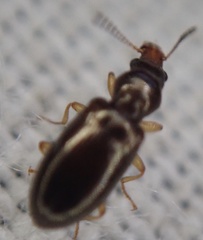 Salpingus planirostris