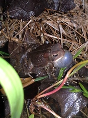 Anaxyrus americanus charlesmithi