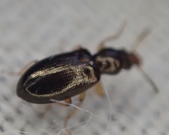 Salpingus planirostris