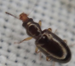 Salpingus planirostris