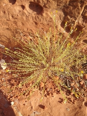 Heterotheca excelsior