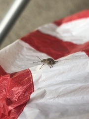 Calomycterus setarius