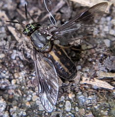 Chrysops univittatus