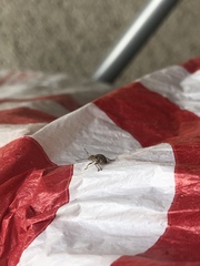 Calomycterus setarius