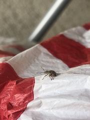 Calomycterus setarius